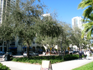 Outside the St. Pete Museum of Fine Arts is a city street, there are sidewalks, shrubs, lush trees, people walking, and buildings tall in the sky.